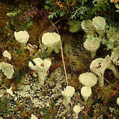 Cladonia pleurota