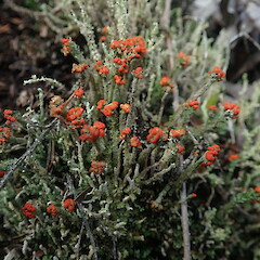 Photographer: Marley Ford, Licence: <a target='_blank' href='https://creativecommons.org/licenses/by-nc/4.0'>CC BY-NC</a>. <a class='member-message' href='/nzpcn/why-join-nzpcn/' target='_blank'>Members can view a larger version of this image.</a>