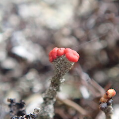 Cladonia macilenta