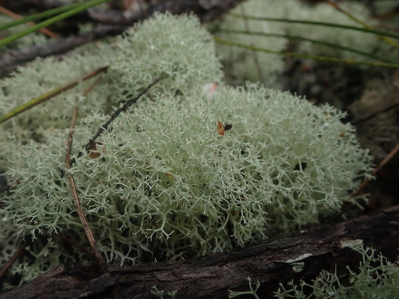 Cladonia confusa • New Zealand Plant Conservation Network