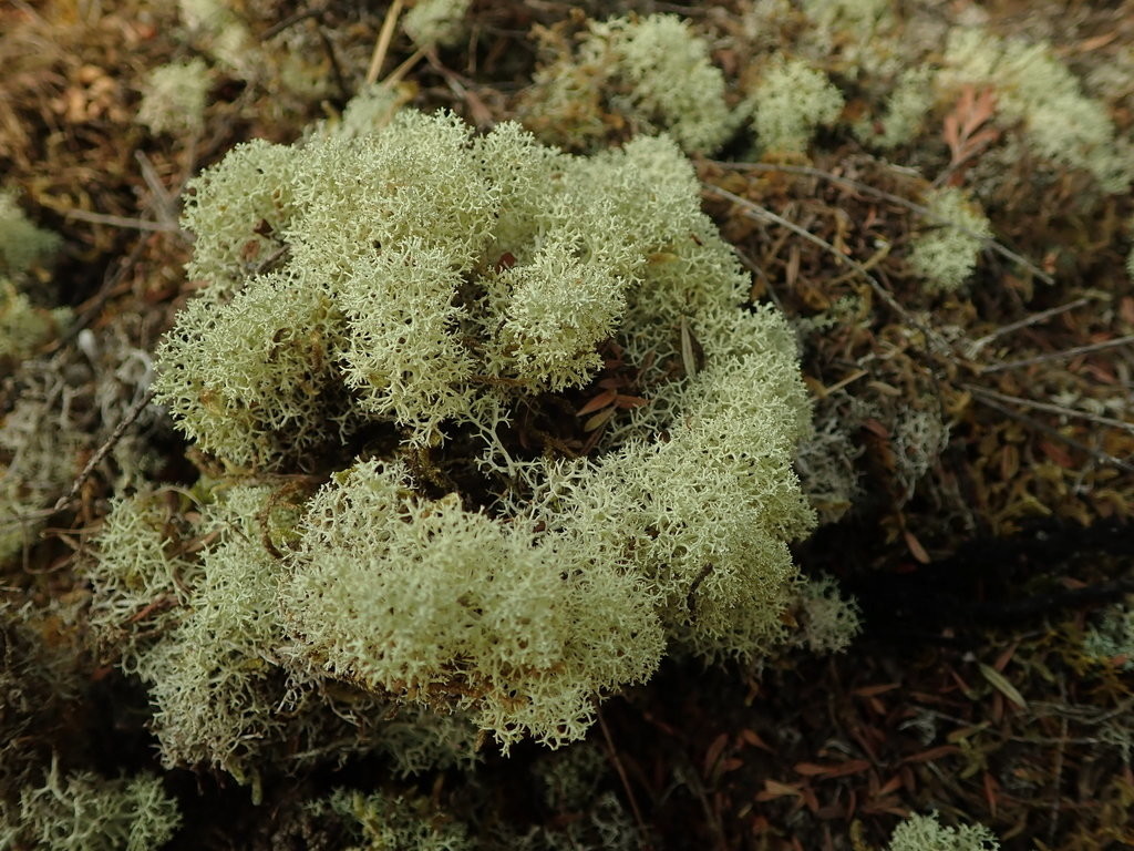 Cladonia confusa • New Zealand Plant Conservation Network