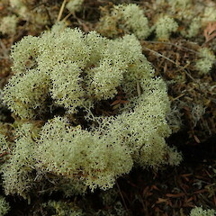 Cladonia confusa