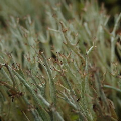 Cladonia capitellata var. capitellata