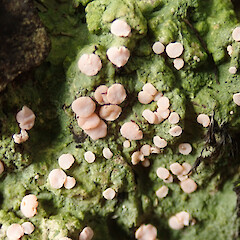 Oxford Forest, Canterbury.<br>Photographer: Melissa Hutchison, Date taken: 12/09/2021, Licence: <a target='_blank' href='https://creativecommons.org/licenses/by-nc/4.0'>CC BY-NC</a>. <a class='member-message' href='/nzpcn/why-join-nzpcn/' target='_blank'>Members can view a larger version of this image.</a>