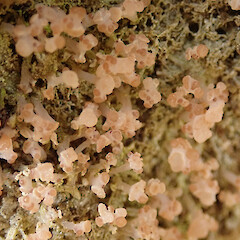 Kepler Track, Fiordland.<br>Photographer: Melissa Hutchison, Date taken: 04/10/2020, Licence: <a target='_blank' href='https://creativecommons.org/licenses/by-nc/4.0'>CC BY-NC</a>. <a class='member-message' href='/nzpcn/why-join-nzpcn/' target='_blank'>Members can view a larger version of this image.</a>