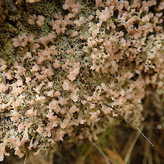 Kepler Track, Fiordland.<br>Photographer: Melissa Hutchison, Date taken: 04/10/2020, Licence: <a target='_blank' href='https://creativecommons.org/licenses/by-nc/4.0'>CC BY-NC</a>. <a class='member-message' href='/nzpcn/why-join-nzpcn/' target='_blank'>Members can view a larger version of this image.</a>