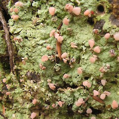 Maungarakau Swamp, NW Nelson.<br>Photographer: Melissa Hutchison, Date taken: 11/01/2017, Licence: <a target='_blank' href='https://creativecommons.org/licenses/by-nc/4.0'>CC BY-NC</a>. <a class='member-message' href='/nzpcn/why-join-nzpcn/' target='_blank'>Members can view a larger version of this image.</a>