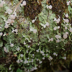 Otanewainuku Trig, Rotorua.<br>Photographer: Melissa Hutchison, Date taken: 12/10/2019, Licence: <a target='_blank' href='https://creativecommons.org/licenses/by-nc/4.0'>CC BY-NC</a>. <a class='member-message' href='/nzpcn/why-join-nzpcn/' target='_blank'>Members can view a larger version of this image.</a>