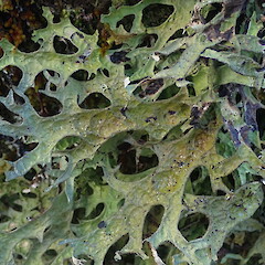 Pseudocyphellaria billardierei