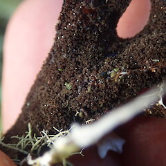 Underside.<br>Photographer: Marley Ford, Licence: <a target='_blank' href='https://creativecommons.org/licenses/by-nc/4.0'>CC BY-NC</a>. <a class='member-message' href='/nzpcn/why-join-nzpcn/' target='_blank'>Members can view a larger version of this image.</a>