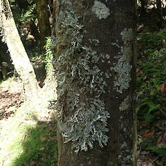 Corticolous.<br>Photographer: Marley Ford, Licence: <a target='_blank' href='https://creativecommons.org/licenses/by-nc/4.0'>CC BY-NC</a>. <a class='member-message' href='/nzpcn/why-join-nzpcn/' target='_blank'>Members can view a larger version of this image.</a>