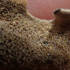 Underside.<br>Photographer: Marley Ford, Licence: <a target='_blank' href='https://creativecommons.org/licenses/by-nc/4.0'>CC BY-NC</a>. <a class='member-message' href='/nzpcn/why-join-nzpcn/' target='_blank'>Members can view a larger version of this image.</a>