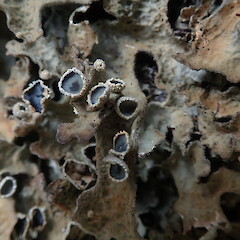 Apothecia.<br>Photographer: Marley Ford, Licence: <a target='_blank' href='https://creativecommons.org/licenses/by-nc/4.0'>CC BY-NC</a>. <a class='member-message' href='/nzpcn/why-join-nzpcn/' target='_blank'>Members can view a larger version of this image.</a>