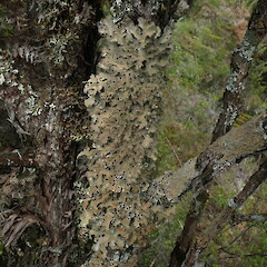 Corticolous on kānuka.<br>Photographer: Marley Ford, Licence: <a target='_blank' href='https://creativecommons.org/licenses/by-nc/4.0'>CC BY-NC</a>. <a class='member-message' href='/nzpcn/why-join-nzpcn/' target='_blank'>Members can view a larger version of this image.</a>