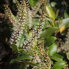 Flowering, Haast Pass, West Coast.<br>Photographer: Jesse Bythell, Date taken: 29/11/2015, Licence: <a target='_blank' href='https://creativecommons.org/licenses/by-nc/4.0'>CC BY-NC</a>.