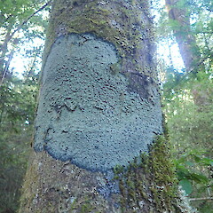 Degeliella versicolor
