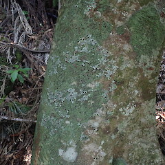 Corticolous on taraire in coastal forest.<br>Photographer: Marley Ford, Licence: <a target='_blank' href='https://creativecommons.org/licenses/by-nc/4.0'>CC BY-NC</a>. <a class='member-message' href='/nzpcn/why-join-nzpcn/' target='_blank'>Members can view a larger version of this image.</a>