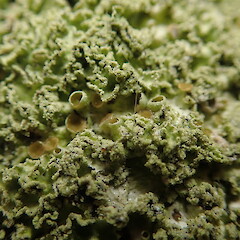 Apothecia.<br>Photographer: Marley Ford, Licence: <a target='_blank' href='https://creativecommons.org/licenses/by-nc/4.0'>CC BY-NC</a>. <a class='member-message' href='/nzpcn/why-join-nzpcn/' target='_blank'>Members can view a larger version of this image.</a>