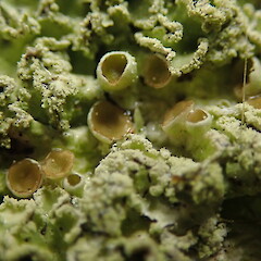 Apothecia.<br>Photographer: Marley Ford, Licence: <a target='_blank' href='https://creativecommons.org/licenses/by-nc/4.0'>CC BY-NC</a>. <a class='member-message' href='/nzpcn/why-join-nzpcn/' target='_blank'>Members can view a larger version of this image.</a>