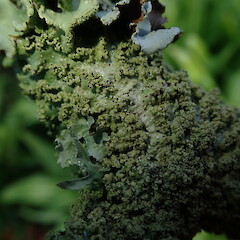 Corticolous.<br>Photographer: Marley Ford, Licence: <a target='_blank' href='https://creativecommons.org/licenses/by-nc/4.0'>CC BY-NC</a>. <a class='member-message' href='/nzpcn/why-join-nzpcn/' target='_blank'>Members can view a larger version of this image.</a>