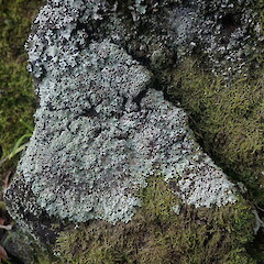 Saxicolous.<br>Photographer: Marley Ford, Licence: <a target='_blank' href='https://creativecommons.org/licenses/by-nc/4.0'>CC BY-NC</a>. <a class='member-message' href='/nzpcn/why-join-nzpcn/' target='_blank'>Members can view a larger version of this image.</a>