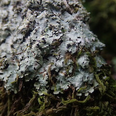 Saxicolous.<br>Photographer: Marley Ford, Licence: <a target='_blank' href='https://creativecommons.org/licenses/by-nc/4.0'>CC BY-NC</a>. <a class='member-message' href='/nzpcn/why-join-nzpcn/' target='_blank'>Members can view a larger version of this image.</a>