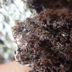 Rhizines.<br>Photographer: Marley Ford, Licence: <a target='_blank' href='https://creativecommons.org/licenses/by-nc/4.0'>CC BY-NC</a>. <a class='member-message' href='/nzpcn/why-join-nzpcn/' target='_blank'>Members can view a larger version of this image.</a>