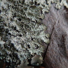 Corticolous.<br>Photographer: Marley Ford, Licence: <a target='_blank' href='https://creativecommons.org/licenses/by-nc/4.0'>CC BY-NC</a>. <a class='member-message' href='/nzpcn/why-join-nzpcn/' target='_blank'>Members can view a larger version of this image.</a>