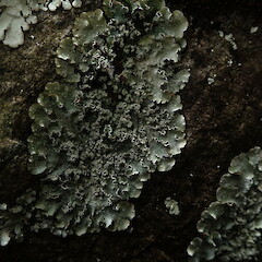 Saxicolous.<br>Photographer: Marley Ford, Licence: <a target='_blank' href='https://creativecommons.org/licenses/by-nc/4.0'>CC BY-NC</a>. <a class='member-message' href='/nzpcn/why-join-nzpcn/' target='_blank'>Members can view a larger version of this image.</a>
