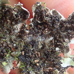 Underside.<br>Photographer: Marley Ford, Licence: <a target='_blank' href='https://creativecommons.org/licenses/by-nc/4.0'>CC BY-NC</a>. <a class='member-message' href='/nzpcn/why-join-nzpcn/' target='_blank'>Members can view a larger version of this image.</a>