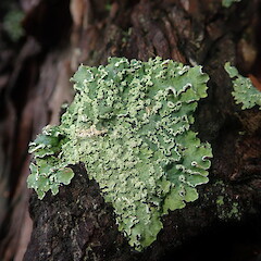 Corticolous.<br>Photographer: Marley Ford, Licence: <a target='_blank' href='https://creativecommons.org/licenses/by-nc/4.0'>CC BY-NC</a>. <a class='member-message' href='/nzpcn/why-join-nzpcn/' target='_blank'>Members can view a larger version of this image.</a>