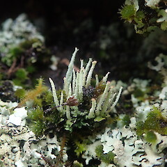 On basalt rocks of Western Springs, Auckalnd.<br>Photographer: Marley Ford, Licence: <a target='_blank' href='https://creativecommons.org/licenses/by-nc/4.0'>CC BY-NC</a>. <a class='member-message' href='/nzpcn/why-join-nzpcn/' target='_blank'>Members can view a larger version of this image.</a>