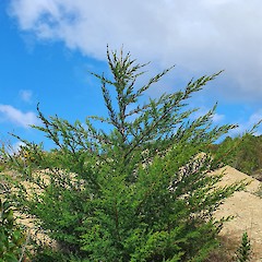 Self-established sapling.<br>Photographer: Kate McAlpine, Date taken: 24/08/2021, Licence: All rights reserved.