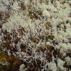 Cladonia mitis