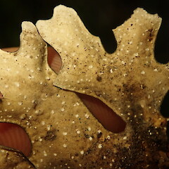 Underside.<br>Photographer: Marley Ford, Licence: <a target='_blank' href='https://creativecommons.org/licenses/by-nc/4.0'>CC BY-NC</a>. <a class='member-message' href='/nzpcn/why-join-nzpcn/' target='_blank'>Members can view a larger version of this image.</a>
