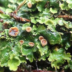 Apothecia.<br>Photographer: Marley Ford, Licence: <a target='_blank' href='https://creativecommons.org/licenses/by-nc/4.0'>CC BY-NC</a>. <a class='member-message' href='/nzpcn/why-join-nzpcn/' target='_blank'>Members can view a larger version of this image.</a>