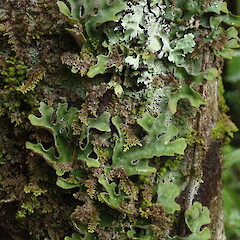 Forest form.<br>Photographer: Marley Ford, Licence: <a target='_blank' href='https://creativecommons.org/licenses/by-nc/4.0'>CC BY-NC</a>. <a class='member-message' href='/nzpcn/why-join-nzpcn/' target='_blank'>Members can view a larger version of this image.</a>