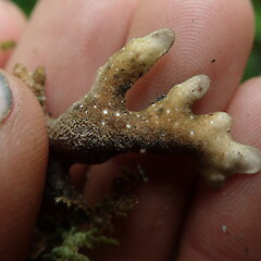 Underside of forest form.<br>Photographer: Marley Ford, Licence: <a target='_blank' href='https://creativecommons.org/licenses/by-nc/4.0'>CC BY-NC</a>. <a class='member-message' href='/nzpcn/why-join-nzpcn/' target='_blank'>Members can view a larger version of this image.</a>