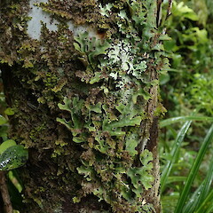 Forest form, Hunua.<br>Photographer: Marley Ford, Licence: <a target='_blank' href='https://creativecommons.org/licenses/by-nc/4.0'>CC BY-NC</a>. <a class='member-message' href='/nzpcn/why-join-nzpcn/' target='_blank'>Members can view a larger version of this image.</a>