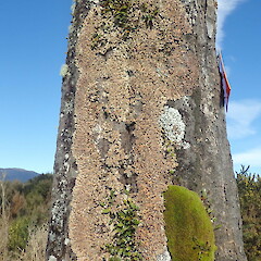 Exposed form on kahikatea trunk.<br>Photographer: Marley Ford, Licence: <a target='_blank' href='https://creativecommons.org/licenses/by-nc/4.0'>CC BY-NC</a>. <a class='member-message' href='/nzpcn/why-join-nzpcn/' target='_blank'>Members can view a larger version of this image.</a>
