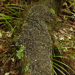 Pseudocyphellaria dissimilis