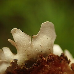 Underside.<br>Photographer: Marley Ford, Licence: <a target='_blank' href='https://creativecommons.org/licenses/by-nc/4.0'>CC BY-NC</a>. <a class='member-message' href='/nzpcn/why-join-nzpcn/' target='_blank'>Members can view a larger version of this image.</a>