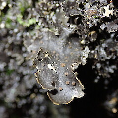 Apothecia.<br>Photographer: Marley Ford, Licence: <a target='_blank' href='https://creativecommons.org/licenses/by-nc/4.0'>CC BY-NC</a>. <a class='member-message' href='/nzpcn/why-join-nzpcn/' target='_blank'>Members can view a larger version of this image.</a>