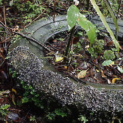 Growing on tire.<br>Photographer: Marley Ford, Licence: <a target='_blank' href='https://creativecommons.org/licenses/by-nc/4.0'>CC BY-NC</a>. <a class='member-message' href='/nzpcn/why-join-nzpcn/' target='_blank'>Members can view a larger version of this image.</a>