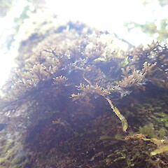 Corticolous on towai.<br>Photographer: Marley Ford, Licence: <a target='_blank' href='https://creativecommons.org/licenses/by-nc/4.0'>CC BY-NC</a>. <a class='member-message' href='/nzpcn/why-join-nzpcn/' target='_blank'>Members can view a larger version of this image.</a>
