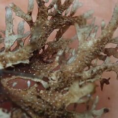Thallus underside.<br>Photographer: Marley Ford, Licence: <a target='_blank' href='https://creativecommons.org/licenses/by-nc/4.0'>CC BY-NC</a>. <a class='member-message' href='/nzpcn/why-join-nzpcn/' target='_blank'>Members can view a larger version of this image.</a>