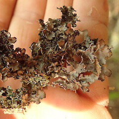 Pseudocyphellaria punctillaris
