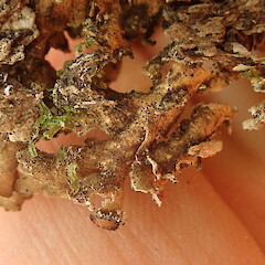 Thallus underside.<br>Photographer: Marley Ford, Licence: <a target='_blank' href='https://creativecommons.org/licenses/by-nc/4.0'>CC BY-NC</a>. <a class='member-message' href='/nzpcn/why-join-nzpcn/' target='_blank'>Members can view a larger version of this image.</a>