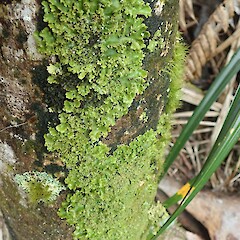 Corticolous on nīkau.<br>Photographer: Marley Ford, Date taken: 07/11/2020, Licence: <a target='_blank' href='https://creativecommons.org/licenses/by-nc/4.0'>CC BY-NC</a>. <a class='member-message' href='/nzpcn/why-join-nzpcn/' target='_blank'>Members can view a larger version of this image.</a>