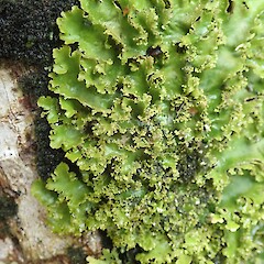 Photographer: Marley Ford, Date taken: 07/11/2020, Licence: <a target='_blank' href='https://creativecommons.org/licenses/by-nc/4.0'>CC BY-NC</a>. <a class='member-message' href='/nzpcn/why-join-nzpcn/' target='_blank'>Members can view a larger version of this image.</a>